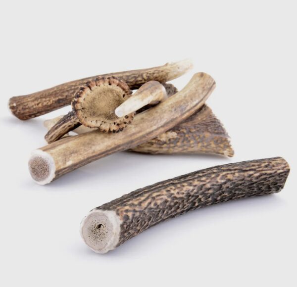 Bois de cerf entier L