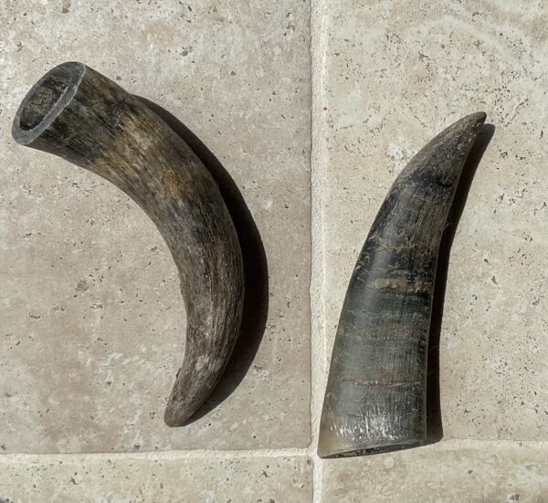 Corne de vache M – Image 4