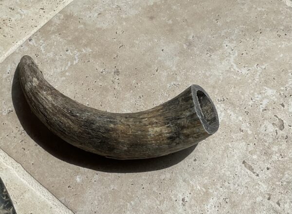 Corne de vache M – Image 3