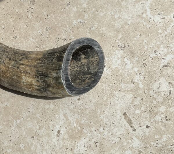 Corne de vache M – Image 2