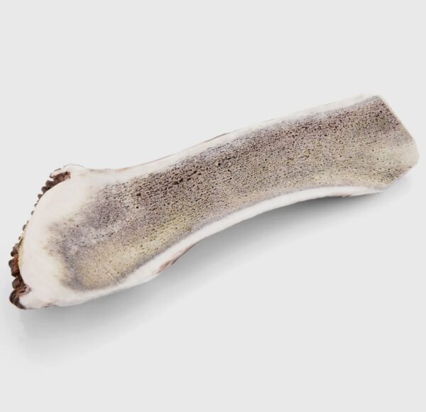 Bois de cerf tranché – Image 2