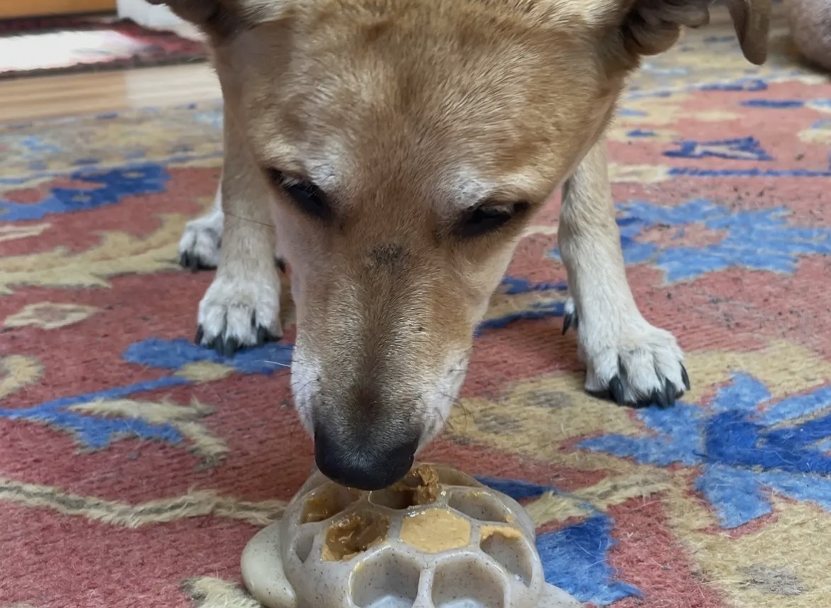 Tortue à lécher et mastiquer – Image 2
