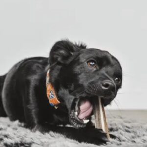 Bois de cerf tranché