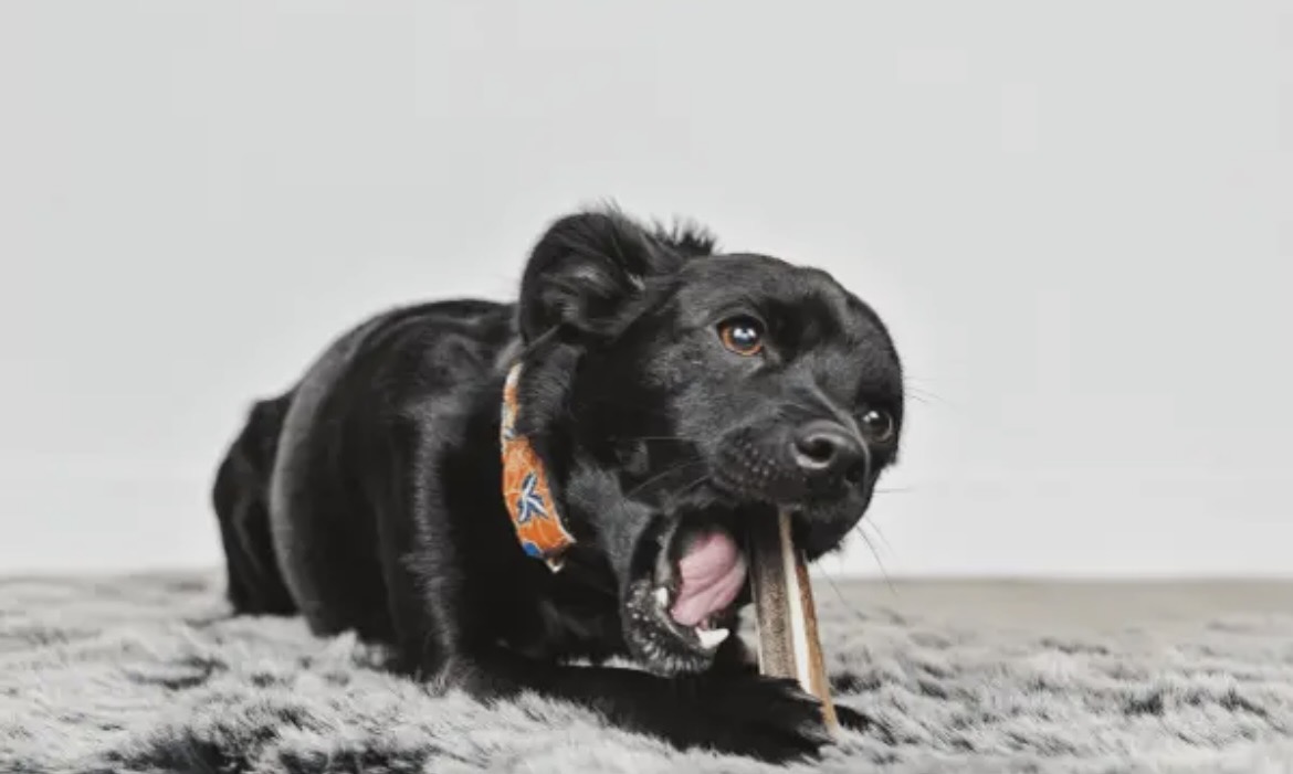 Bois de cerf tranché