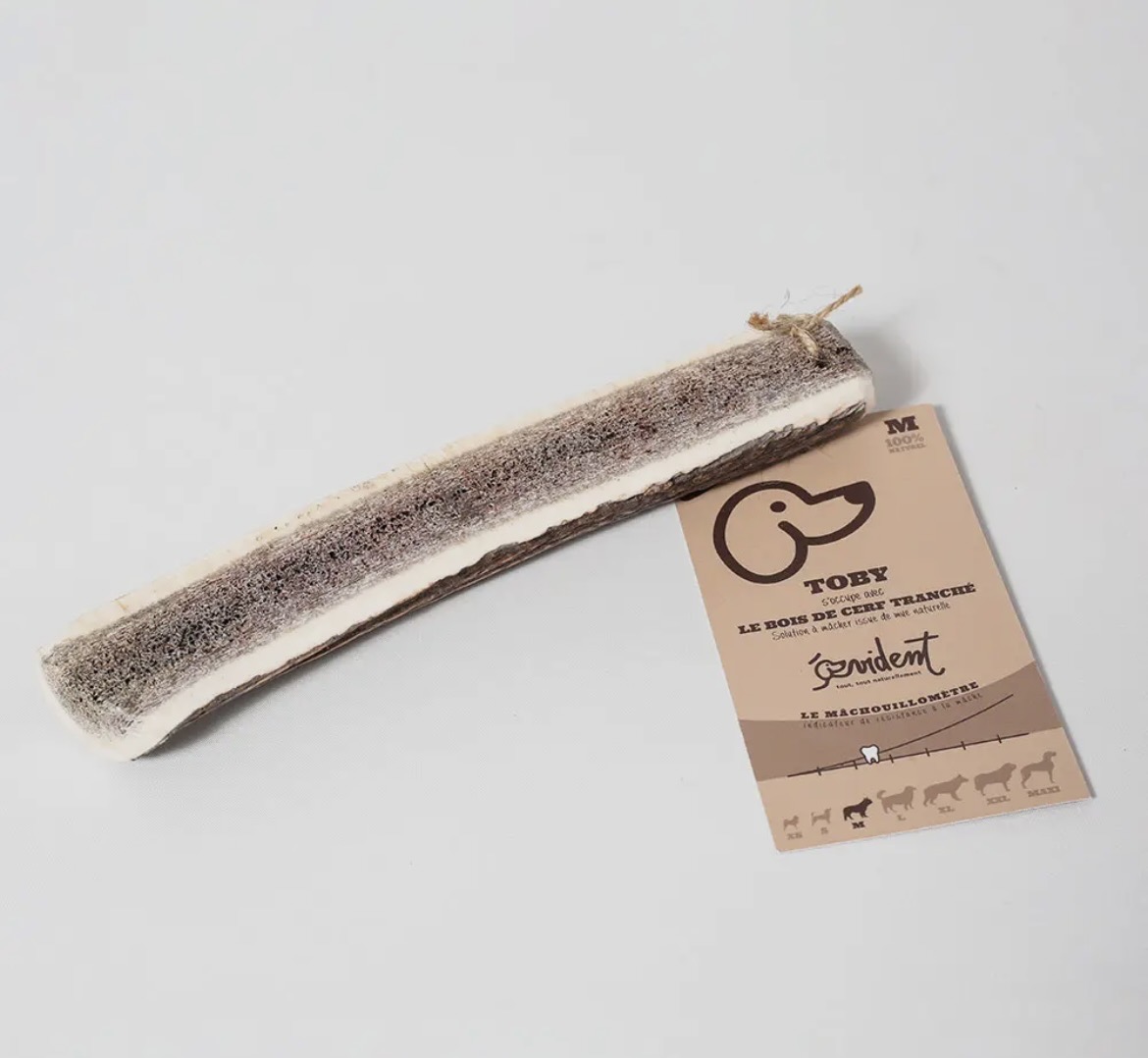 Bois de cerf tranché – Image 4