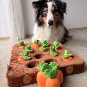 chien et jeux de fouille carotte